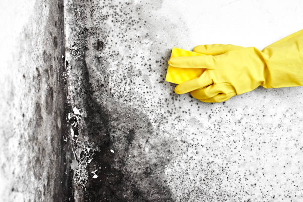 Best Residential Mold Remediation in Van, TX