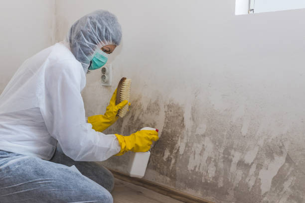 Best Mold Testing and Inspection Services in Van, TX