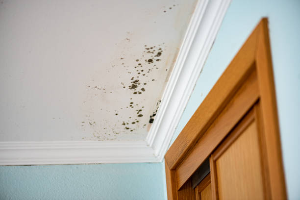 Best Industrial Mold Remediation in Van, TX