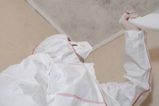 Best DIY Mold Remediation Support Services in Van, TX