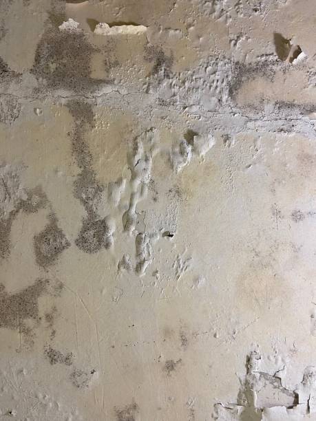 Best Mold Remediation for Schools in Van, TX