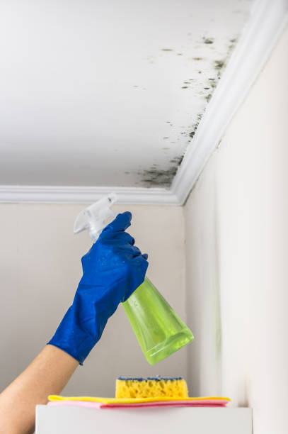Best Crawl Space Mold Remediation in Van, TX