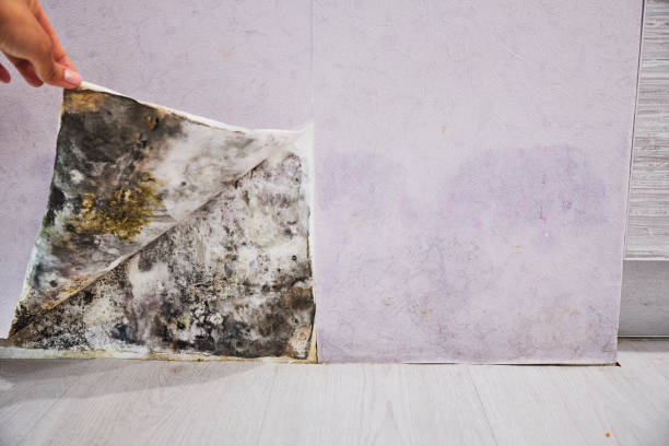 Best Post-Flood Mold Remediation in Van, TX